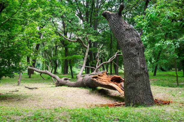 Best Utility Line Clearance  in Black Jack, MO