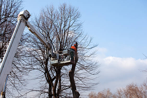 Best Firewood Processing and Delivery  in Black Jack, MO